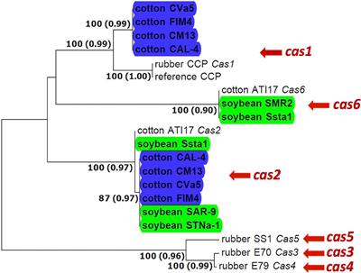 Comparative genomics of host-specialized populations of Corynespora cassiicola causing target spot epidemics in the southeastern United States